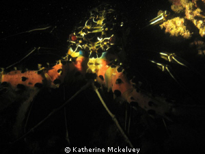 Somebody's dinner... by Katherine Mckelvey 